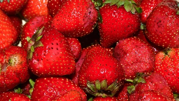 Fresas maduras. Primer plano de fresa de bayas húmedas de color rojo brillante.