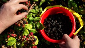 Todo lo que necesitas saber sobre la temporada de moras
